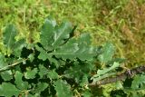 View full-size image Quercus petraea