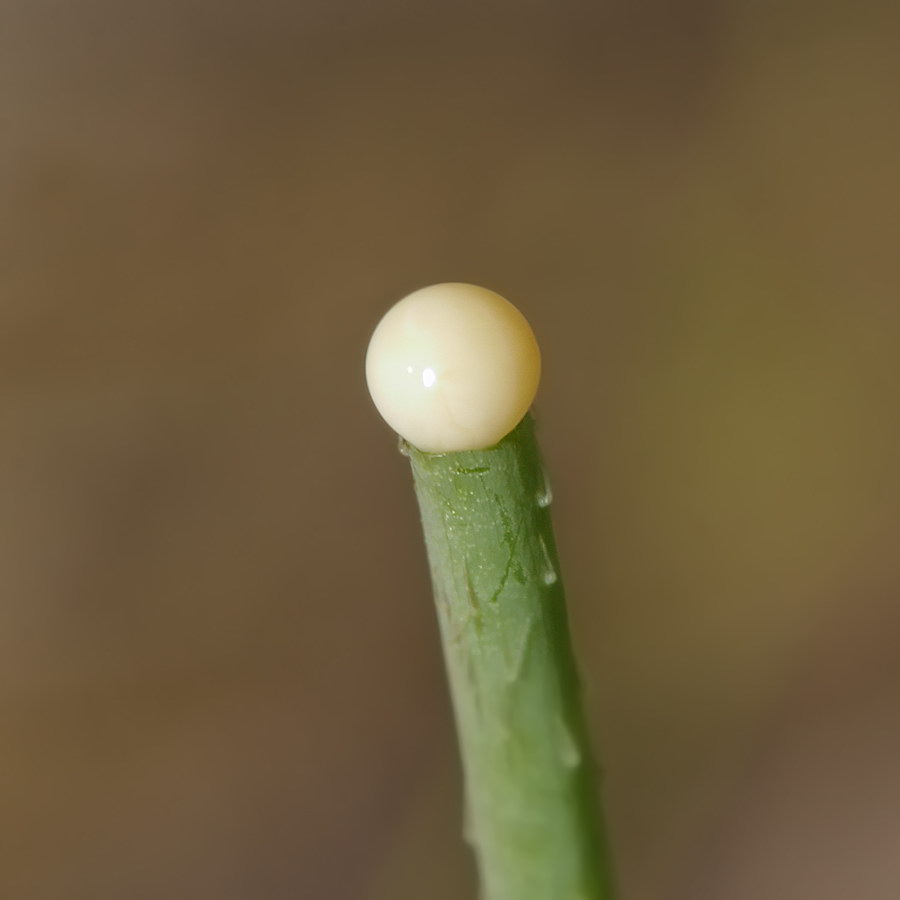 Image of Papaver laevigatum specimen.