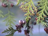 Thuja occidentalis