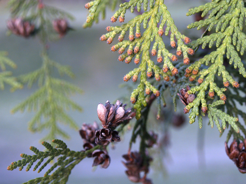 Image of Thuja occidentalis specimen.