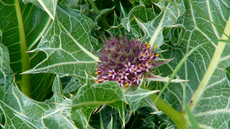 Image of Gundelia armeniaca specimen.