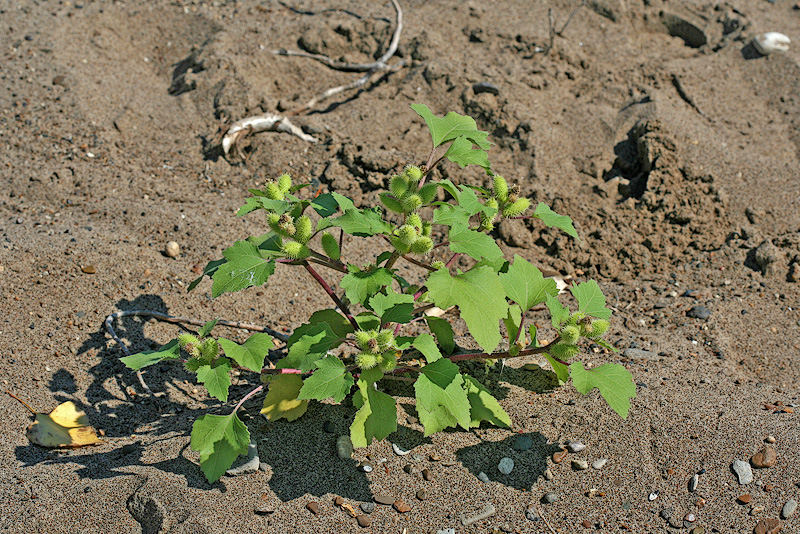 Изображение особи Xanthium orientale.