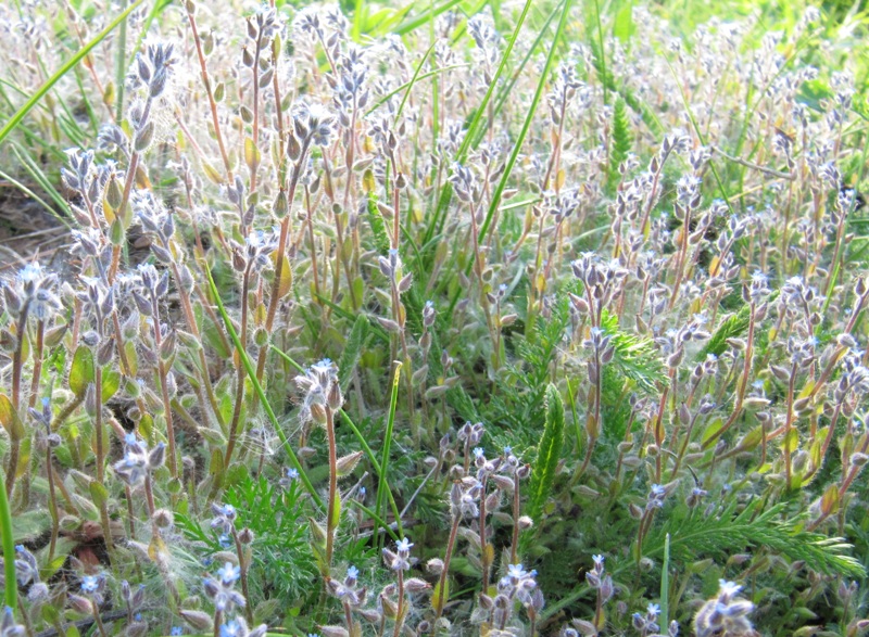 Image of Myosotis micrantha specimen.