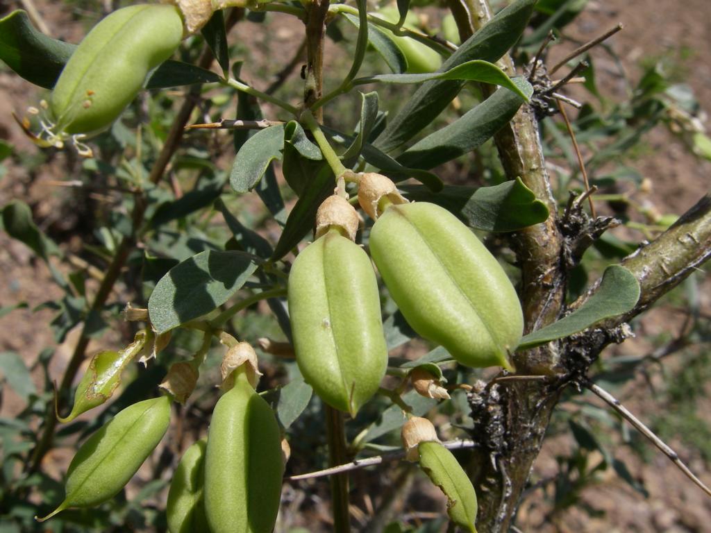 Image of Halimodendron halodendron specimen.