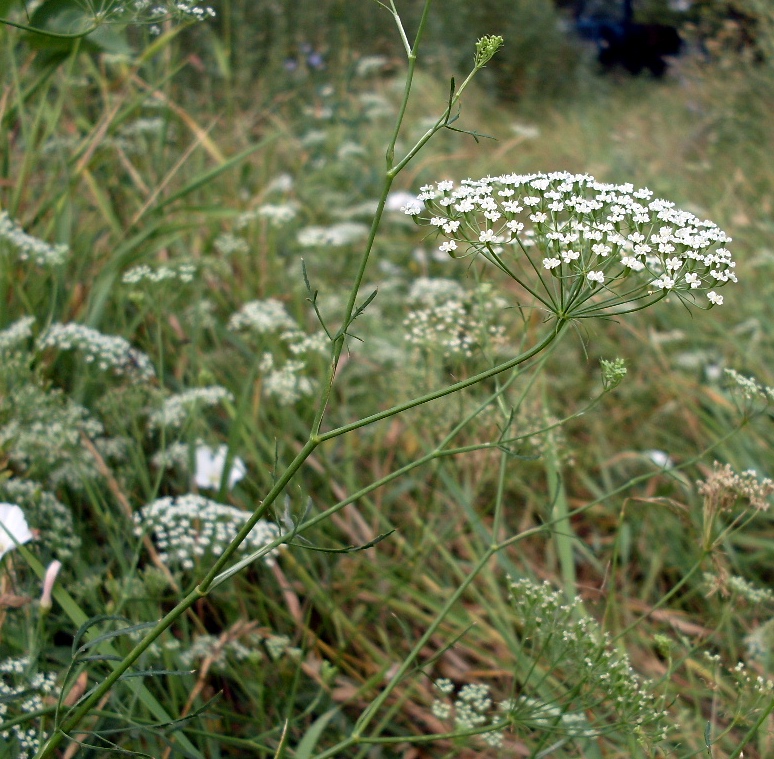 Image of Falcaria vulgaris specimen.