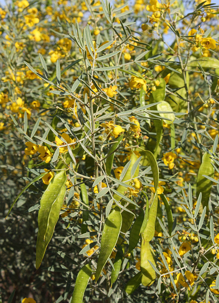 Image of Senna artemisioides specimen.