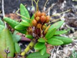 Rhododendron aureum