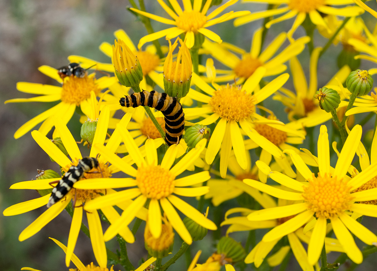 Image of Senecio jacobaea specimen.