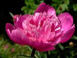 Paeonia lactiflora. Цветок (махровый культивар). Московская обл., дачный участок. 24.06.2004.