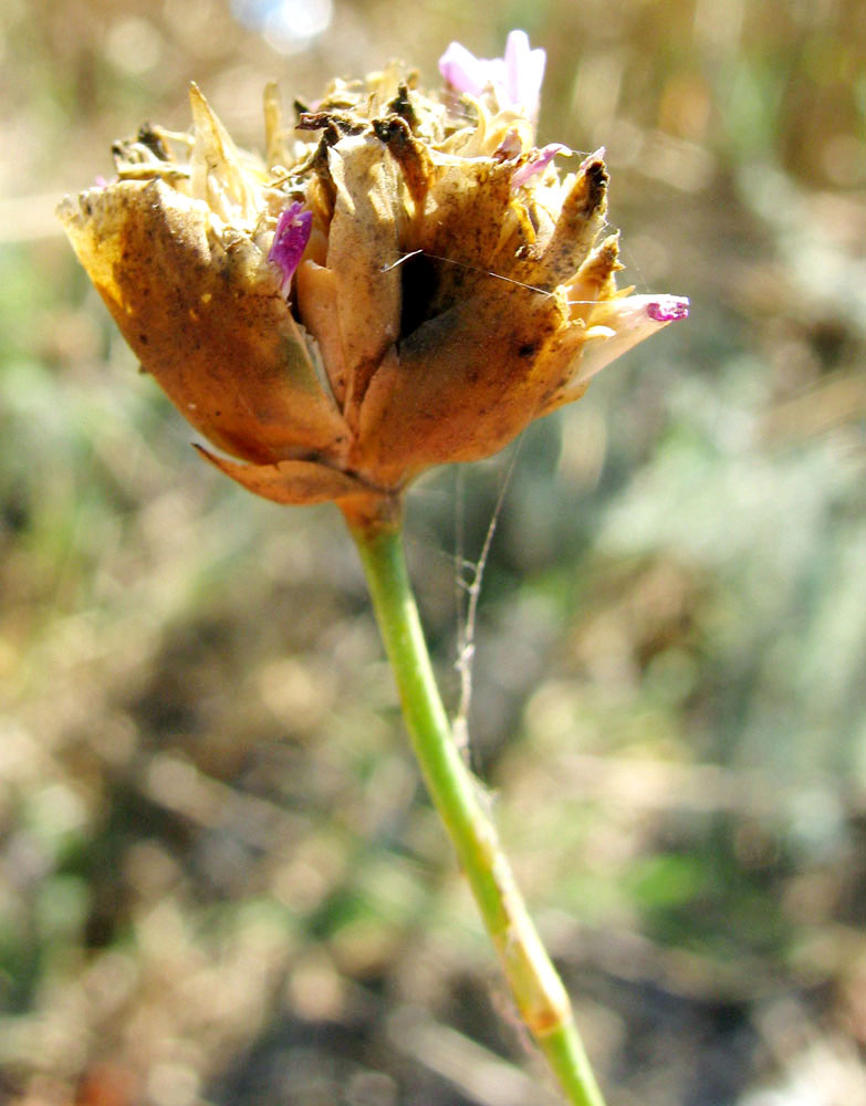 Изображение особи Petrorhagia prolifera.