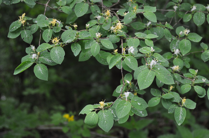 Image of Lonicera xylosteum specimen.