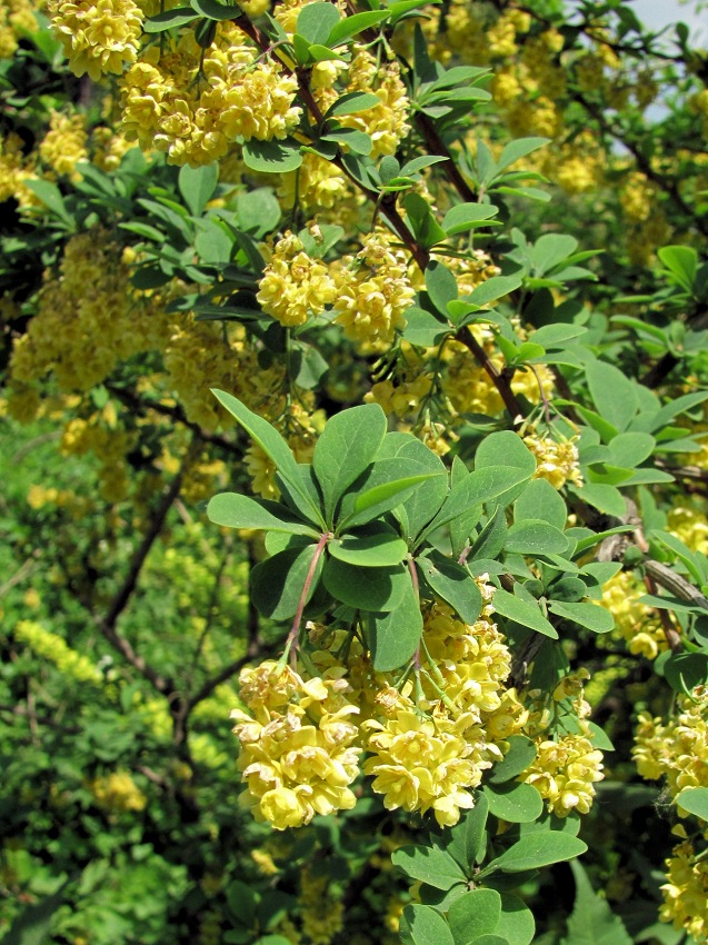 Image of genus Berberis specimen.