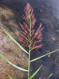 Phragmites australis