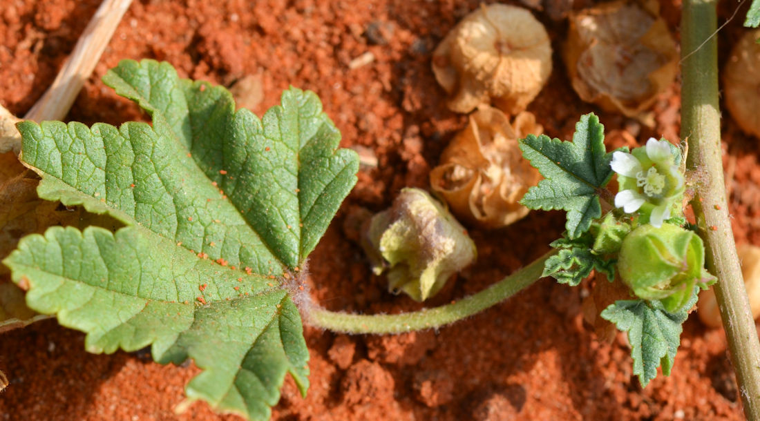 Image of Malva parviflora specimen.