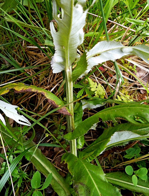 Image of Cirsium heterophyllum specimen.