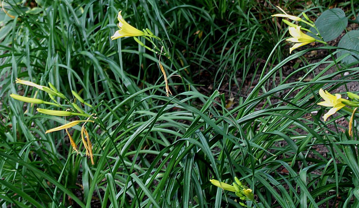 Image of Hemerocallis minor specimen.