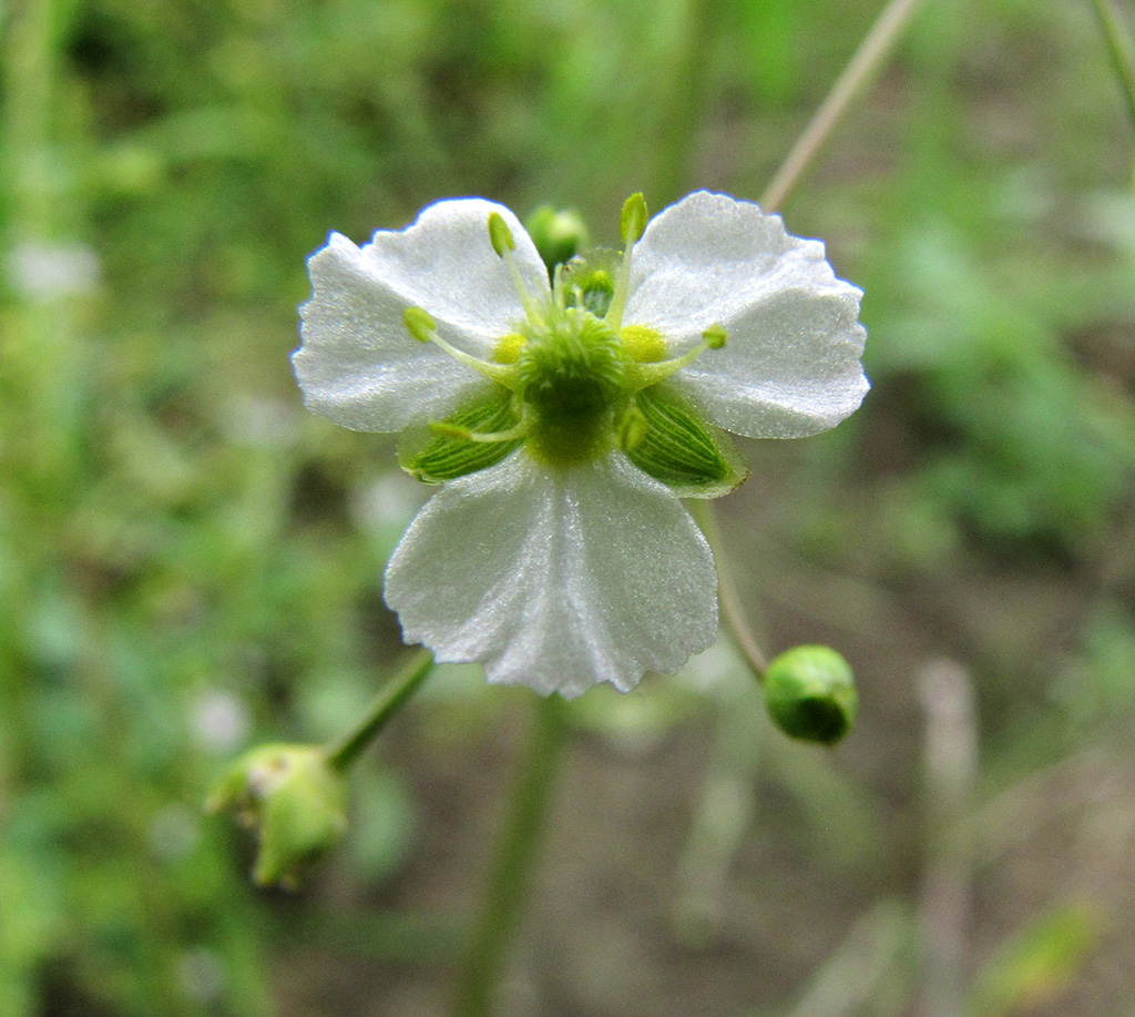 Image of Alisma plantago-aquatica specimen.