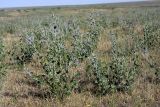 Psoralea drupacea. Расцветающие растения. Южный Казахстан, нижний Боролдай, 2 км выше пос. Коктюбе. 31.05.2012.
