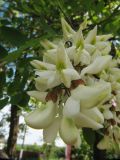 Robinia pseudoacacia