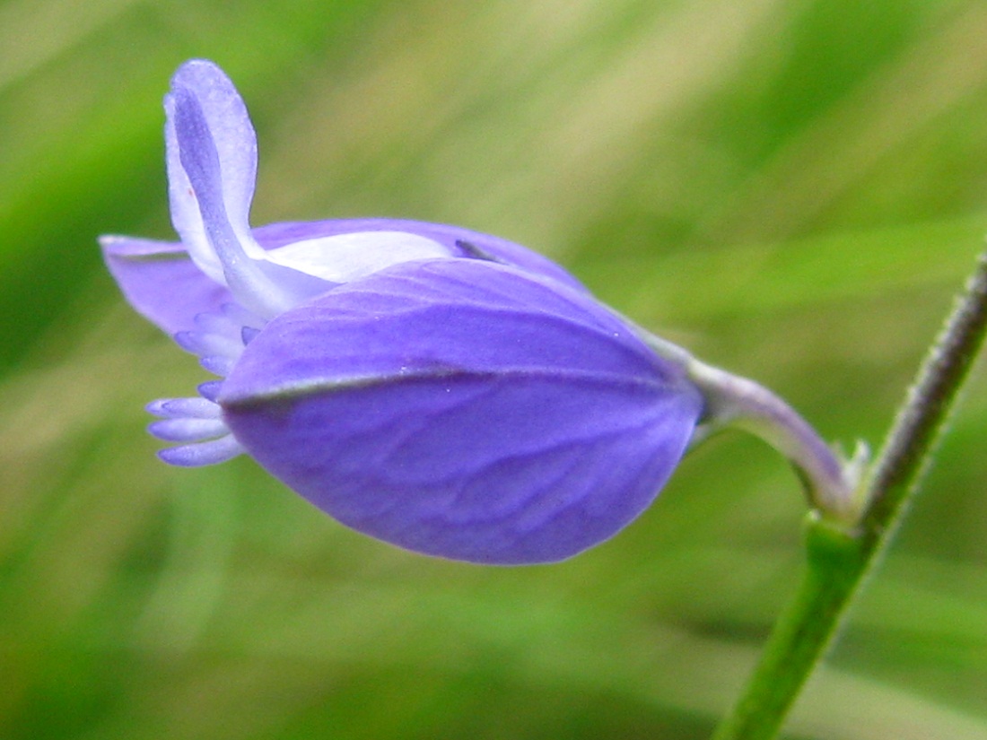 Image of Polygala vulgaris specimen.