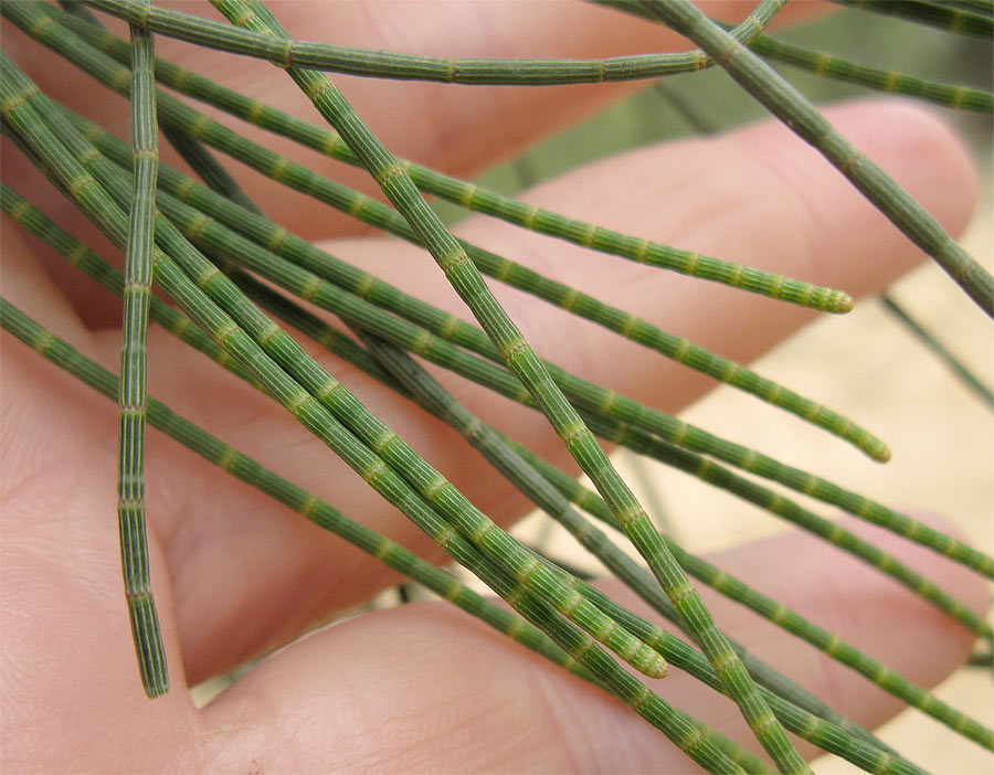 Image of Casuarina equisetifolia specimen.