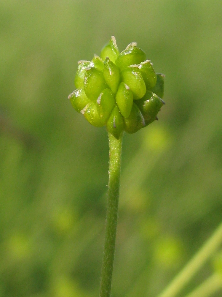 Изображение особи Ranunculus acris.