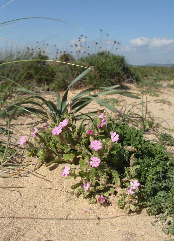 Image of Silene littorea specimen.