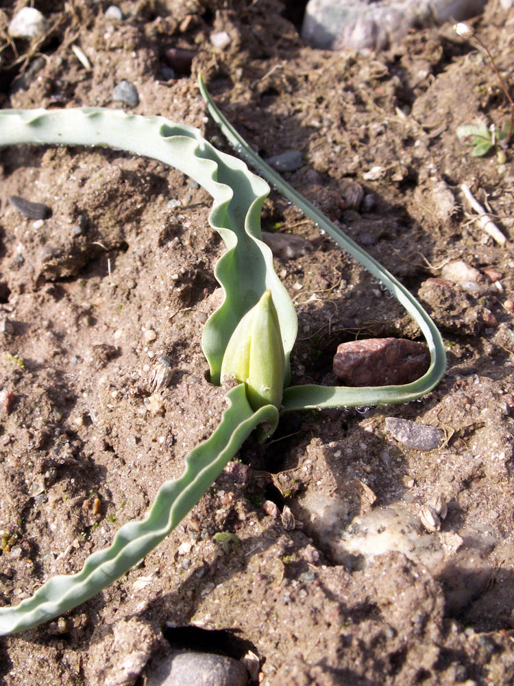 Image of Tulipa ostrowskiana specimen.