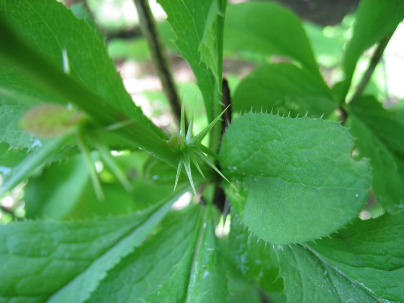 Image of Berberis amurensis specimen.