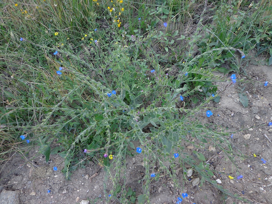 Image of Anchusa azurea specimen.