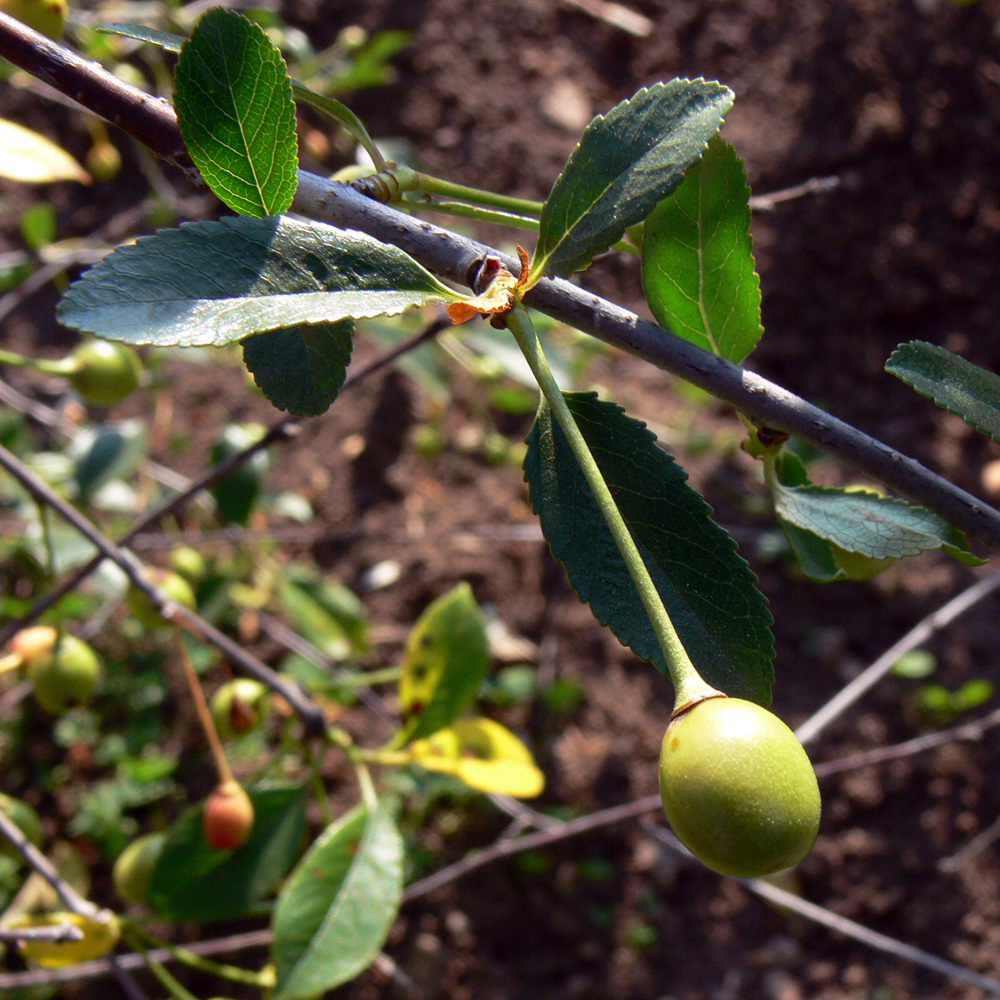 Изображение особи Cerasus vulgaris.