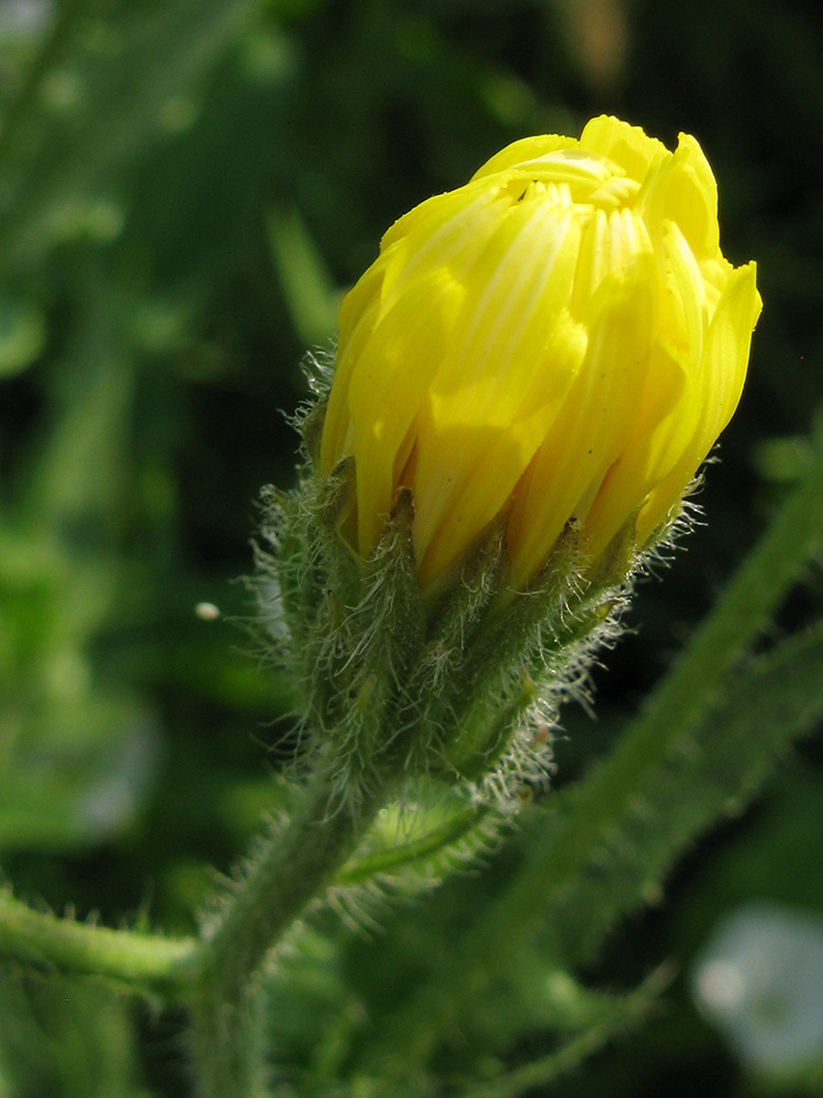 Изображение особи Crepis rhoeadifolia.