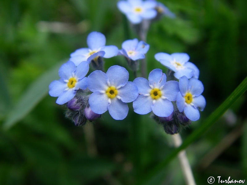 Image of Myosotis lithospermifolia specimen.