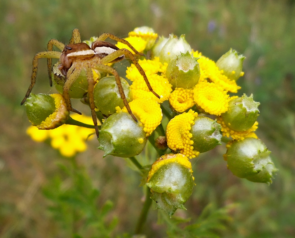 Изображение особи Tanacetum vulgare.