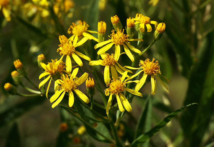 Image of Senecio sarracenicus specimen.