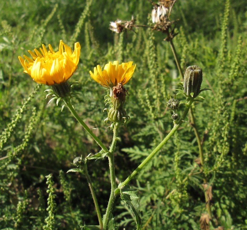 Image of Picris hieracioides specimen.