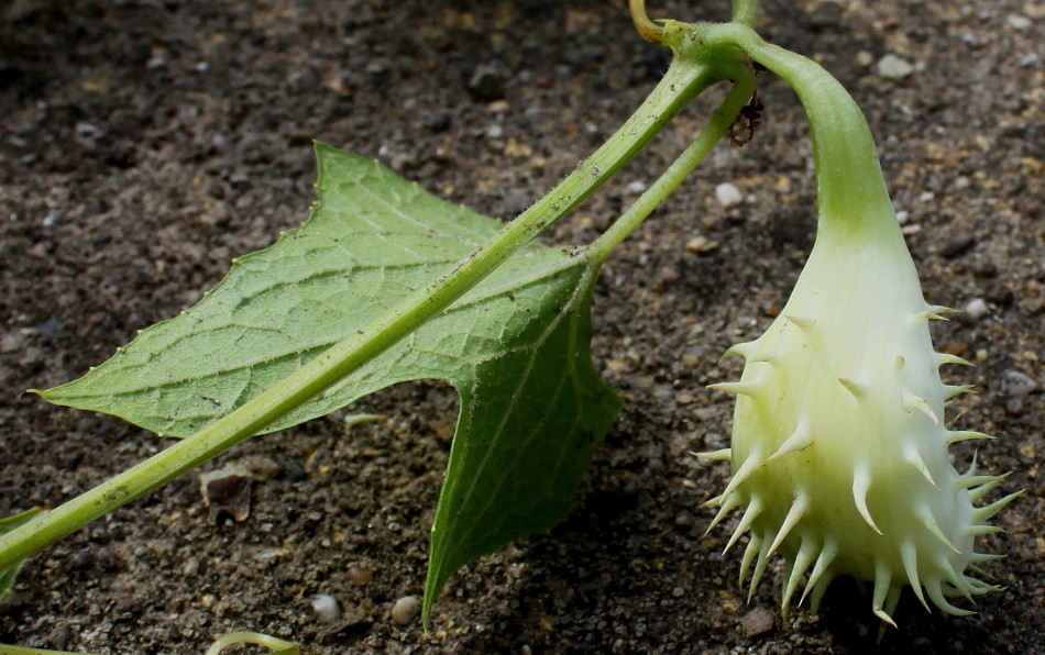 Image of Cyclanthera brachystachya specimen.