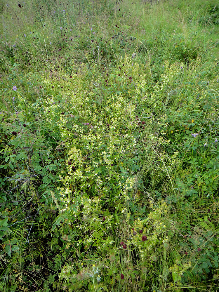 Image of Halenia corniculata specimen.