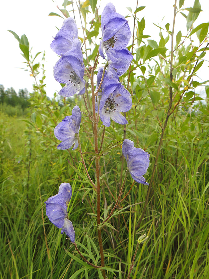 Изображение особи Aconitum ambiguum.