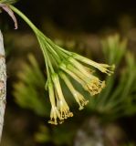 Kleinia neriifolia. Общее соцветие. Израиль, Шарон, г. Герцлия, в культуре. 08.10.2013.