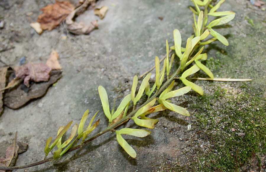 Image of Acer cissifolium specimen.