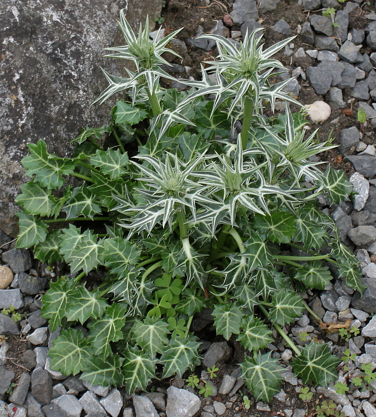 Изображение особи Eryngium variifolium.