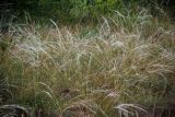 Смотреть изображение род Stipa