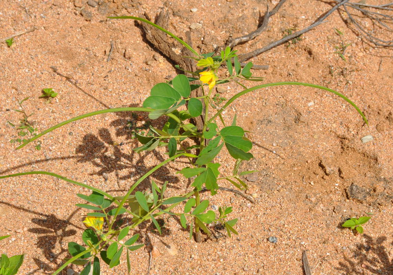 Image of Senna obtusifolia specimen.