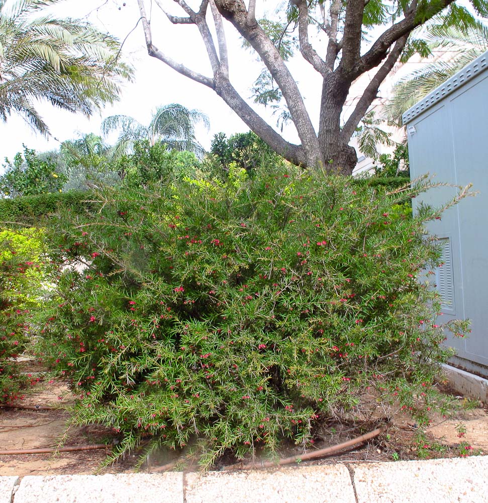 Image of Grevillea rosmarinifolia specimen.