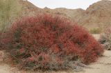 Justicia californica. Цветущее растение в пустыне. США, Калифорния, Joshua Tree National Park. 19.02.2014.