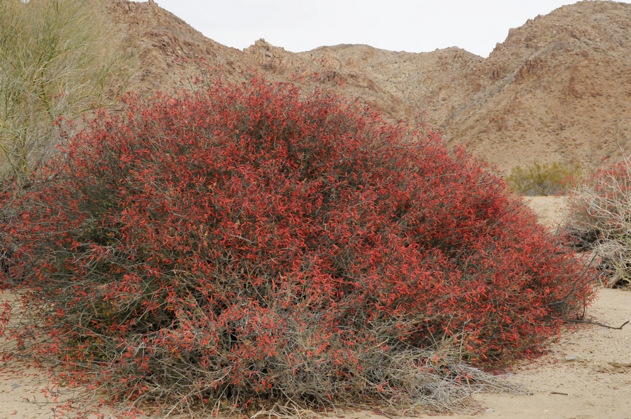 Image of Justicia californica specimen.