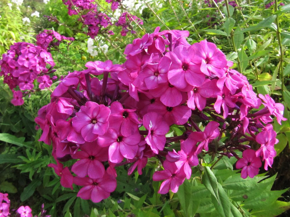 Image of Phlox paniculata specimen.