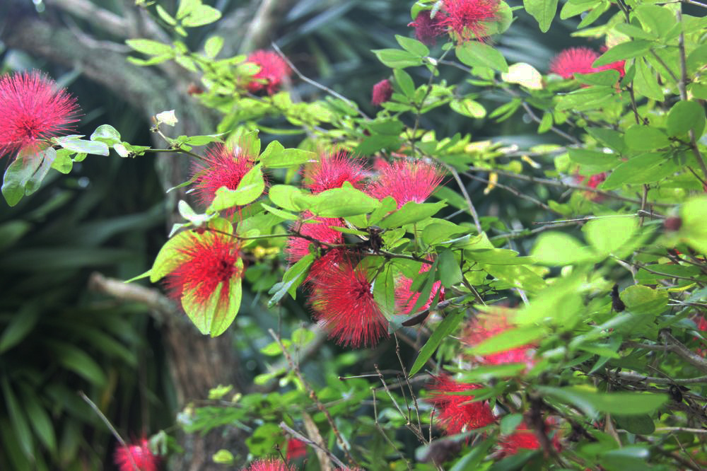 Image of genus Calliandra specimen.