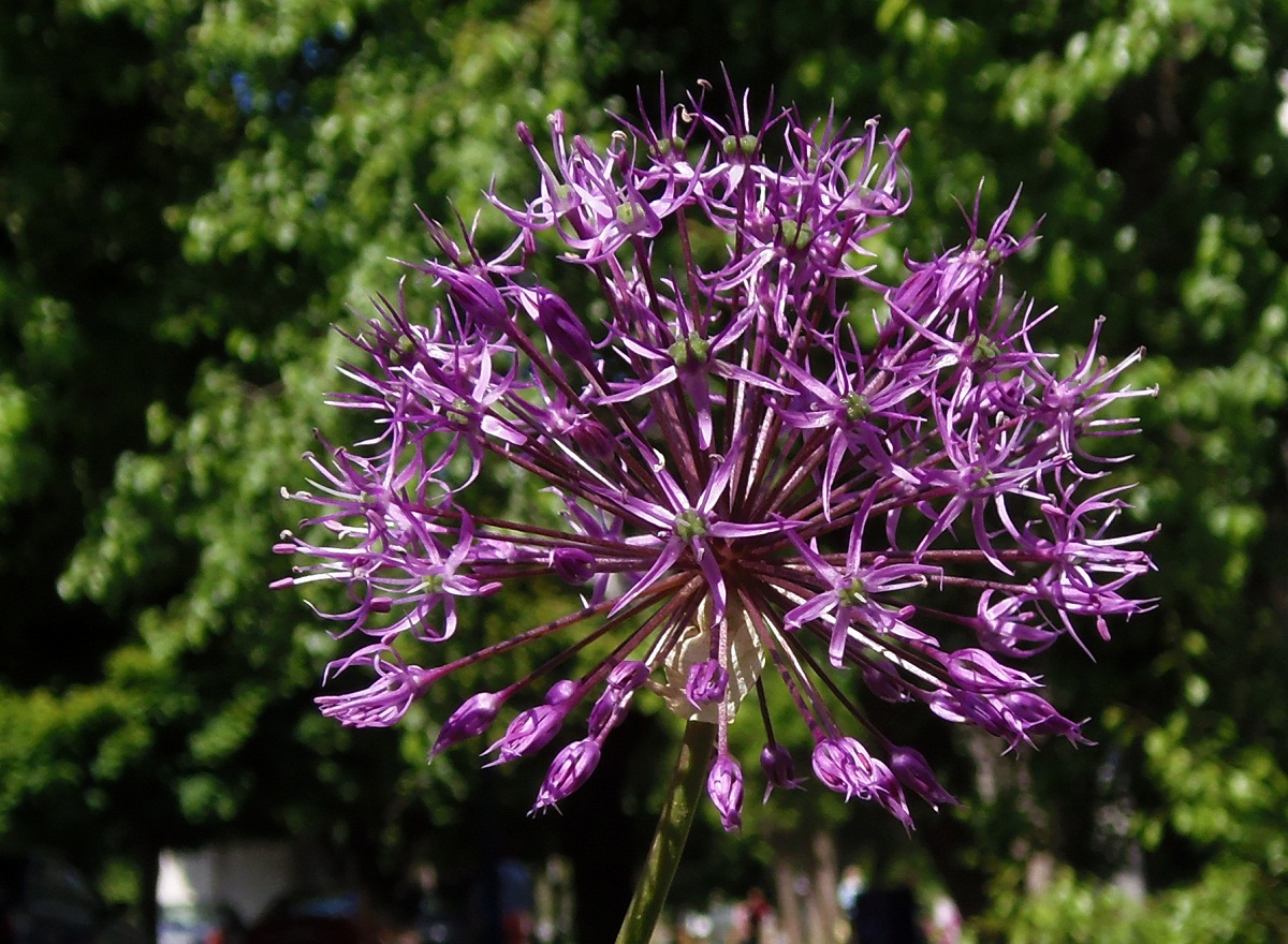 Image of genus Allium specimen.